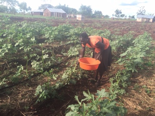 Picking okra